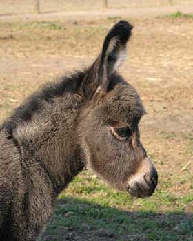 Critter Haven Farm Miniature Donkeys